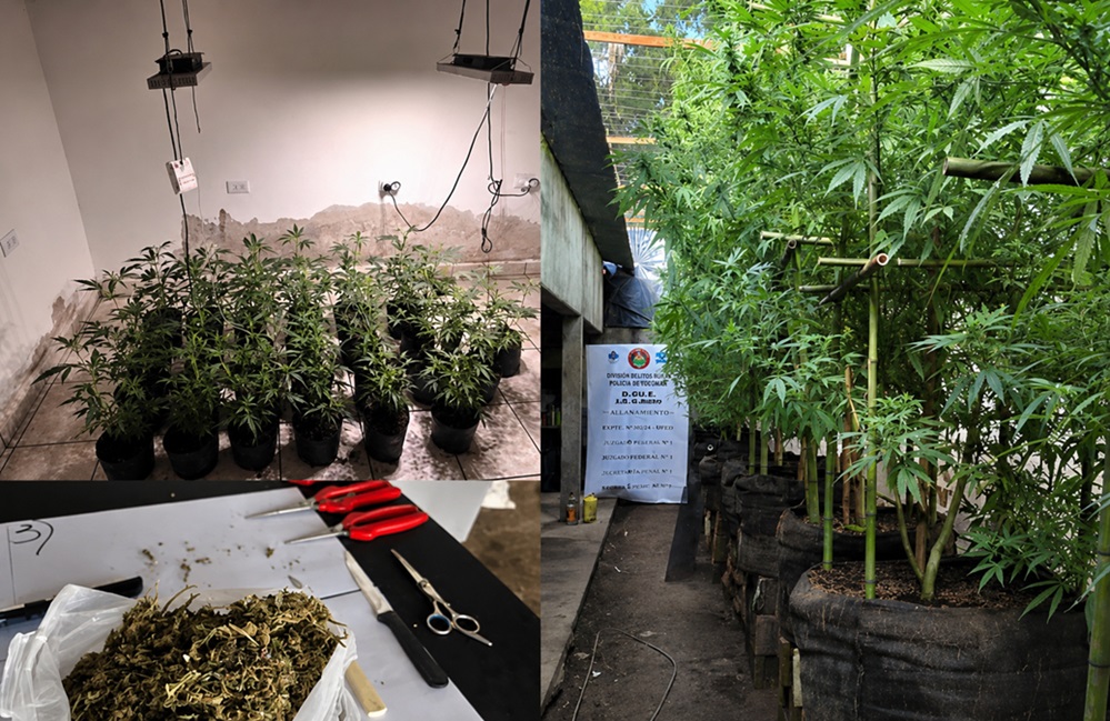 La Policía desbarató dos centros de cultivo y distribución de marihuana en viviendas de Juan Bautista Alberdi